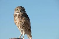 : Athene cunicularia; Burrowing Owl