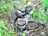 : Charadruis vociferus; Killdeer