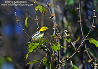 : Dendroica virens; Black-throated Green Warbler