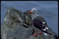 : Larus scoresbii; Dolphin Gull