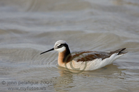 : Phalaropus tricolor; Wilson's Phalarope