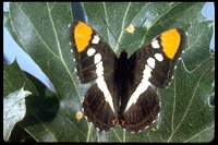: Adelpha bredowii; California Sister Butterfly
