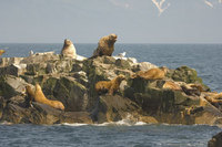 : Eumetopias jubatus; Stellar Sea Lion