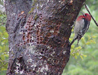 : Sphyrapicus ruber; Red-breasted Sapsucker