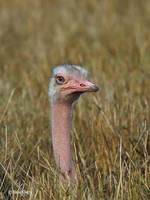 : Struthio camelus; Ostrich