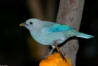 : Thraupis episcopus; Blue-gray Tanager
