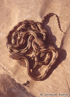 : Bogertophis subocularis subocularis; Trans Pecos Ratsnake