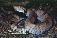 : Bothrops hyoprorus