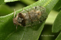 : Cixius basalis