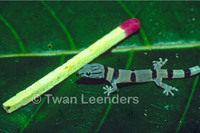 : Sphaerodactylus homolepis