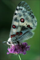 : Parnassius apollo; Apollo