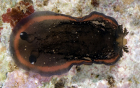 : Dendrodoris nigra