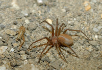 : Loxosceles reclusa; Brown Recluse Spider