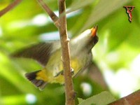 Orange-bellied Flowerpecker(Dicaeum trigonostigma)