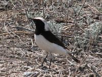 Birds of Kazakhstan - Pleschanka (Pied) Wheatear ( Oenanthe pleschanka )