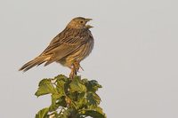 Corn Bunting (Miliaria calandra)