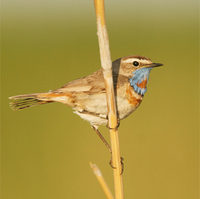 Bluethroat