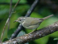 カラフトムジセッカ Radde's Warbler Phylloscopus schwarzi