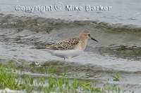 Baird's Sandpiper (Calidris bairdii)