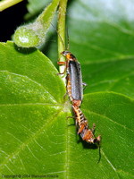 Cantharis nigricans