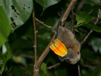 Pteropus samoensis eating a pandanus fruit photographed on the Tunuloa Peninsula of the Vanua Le...