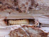 Saperda perforata