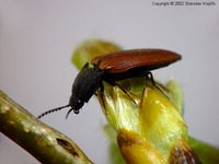 Ampedus pomonae