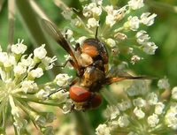 Ectophasia crassipennis