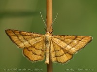 Idaea aureolaria
