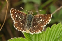 Spialia sertorius - Red Underwing Skipper