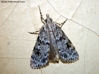 Scoparia basistrigalis