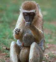 Green monkey (Chlorocebus sabaeus)