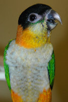 Black-Headed Caique (Pionites melanocephala)