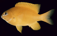 Stegastes aureus, Golden gregory: