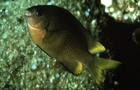 Stegastes altus, Japanese gregory: