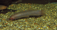 Phractolaemus ansorgii, Hingemouth: