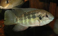 Pelmatochromis nigrofasciatus, :