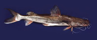 Sperata seenghala, Giant river-catfish: fisheries, aquaculture, gamefish