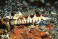 Parapercis snyderi, U-mark sandperch: