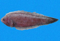 Symphurus melasmatotheca, Blackstripe tonguefish: