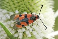 Zygaena laeta - Bloodword Burnet