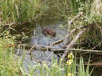 Image of: Castor canadensis (American beaver)