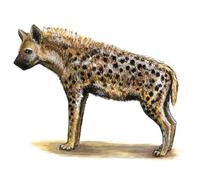 Image of: Crocuta crocuta (spotted hyena)