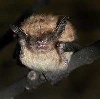 Image of: Eptesicus fuscus (big brown bat)