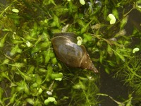 Lymnaea stagnalis - Swamp Lymnaea