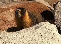 Image of: Marmota flaviventris (yellow-bellied marmot)