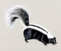 Image of: Mephitis mephitis (striped skunk)