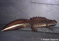 Triturus karelinii karelinii