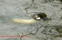 Bucephala clangula - Common Goldeneye