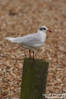 Larus melanocephalus - Mediterranean Gull